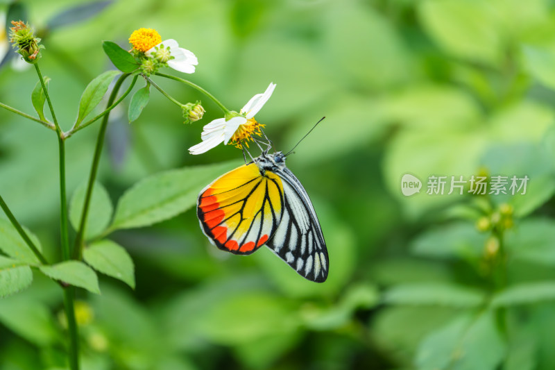 彩蝶停留在白色小花上