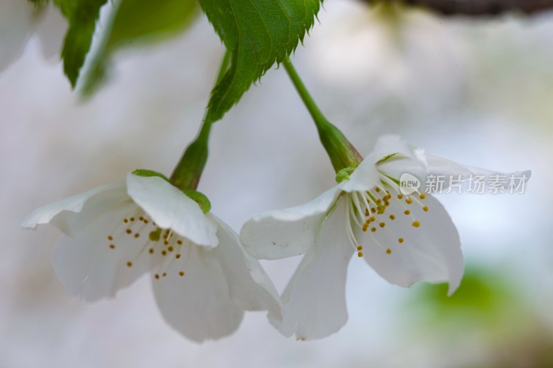 樱花