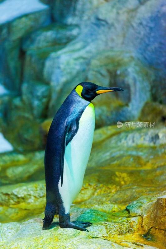 新加坡海底世界王企鹅