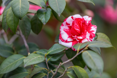 春天唯美红茶花