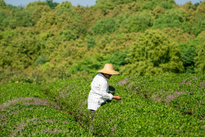 春天茶园采茶