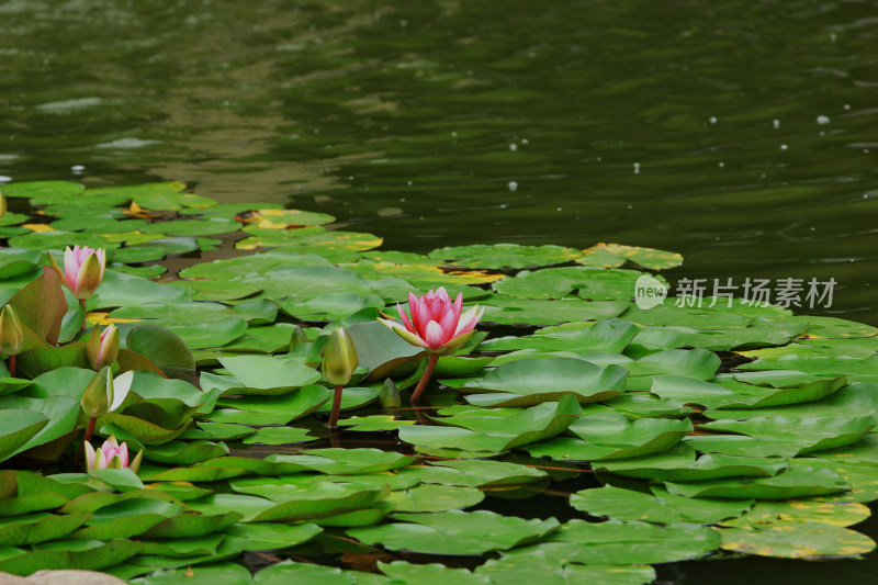 夏日池塘中的睡莲