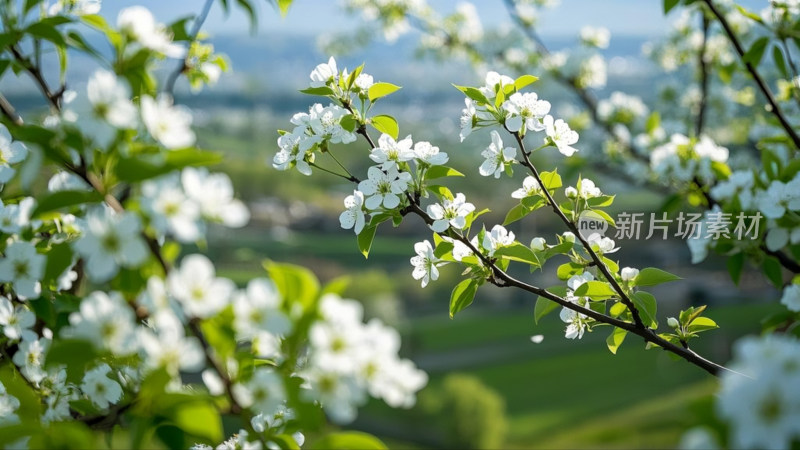 春日梨园里的梨花盛开