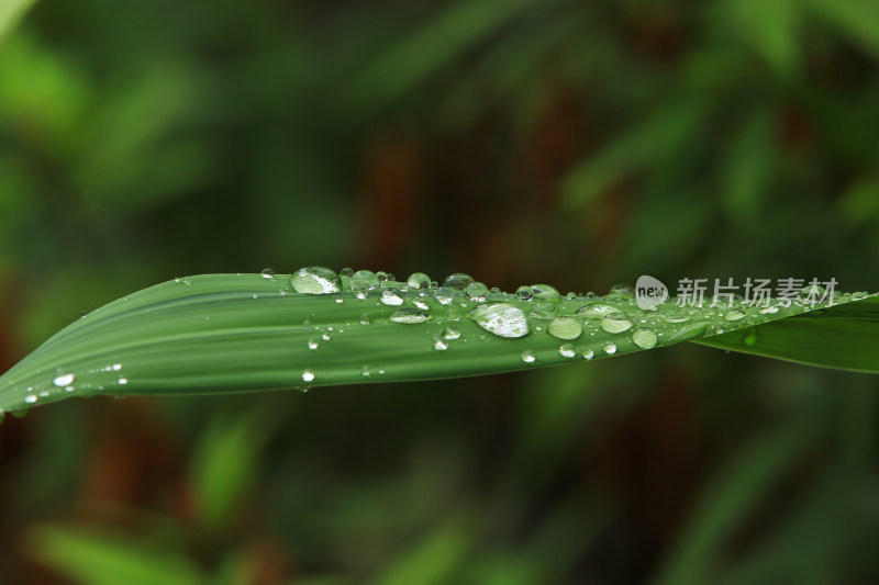 雨后绿色叶片上的水滴
