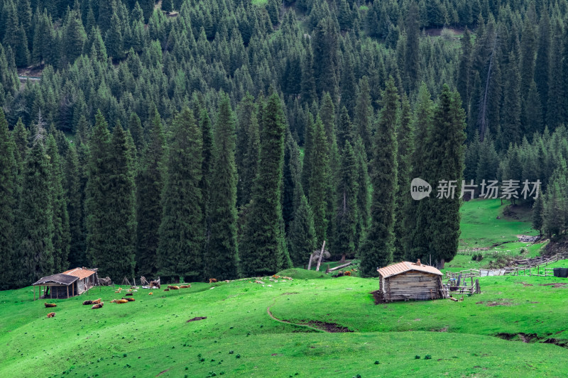 新疆琼库什台森林中草原上的小木屋