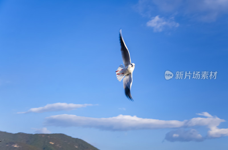 云南丽江泸沽湖天空海鸥水鸟野生动物