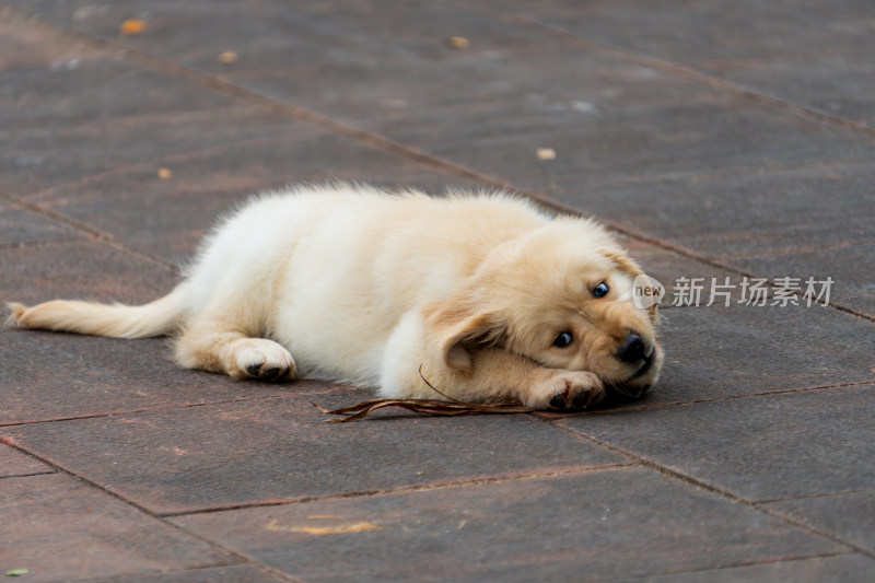 趴在地上玩树枝的金毛幼犬