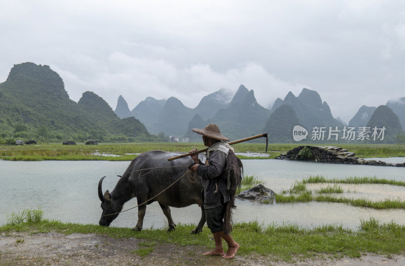 广西桂林状元桥老人牵牛放牧意境风光