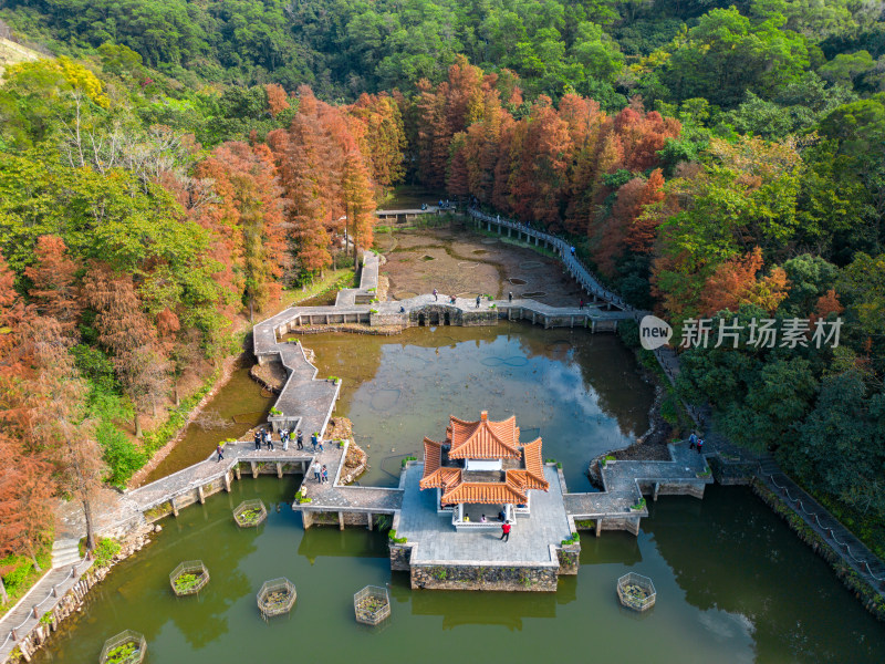 深圳仙湖植物园落羽杉