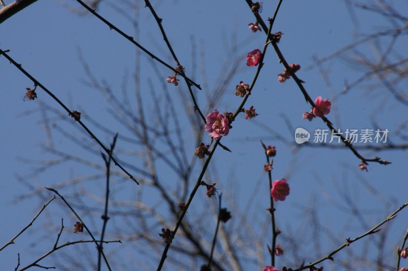 来自江苏牧场公园的花