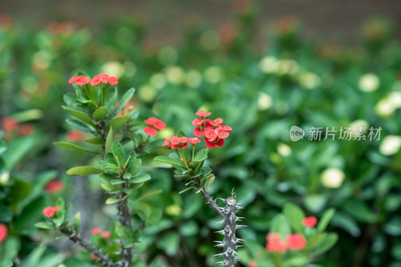 红色开花植物铁海棠