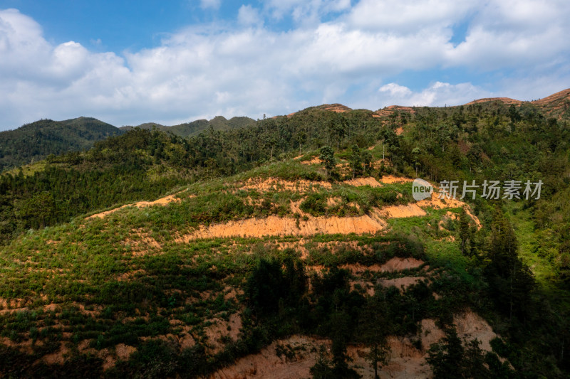 梯田上的绿色希望 仙人掌种植基地