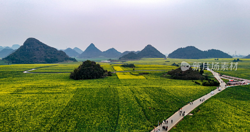 云南罗平油菜花