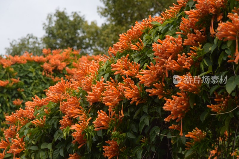 广东东莞：炮仗花正值花期