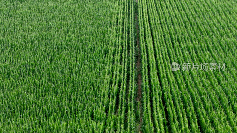 玉米种植玉米地