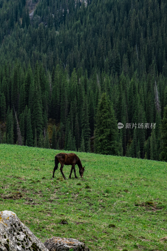 新疆伊犁夏塔雪山森林草原上的骏马