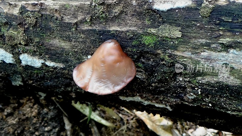 野生菌蘑菇生长环境菌类山菌