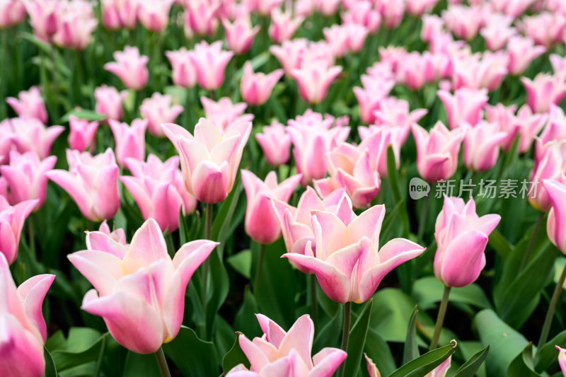 郁金香花卉景观