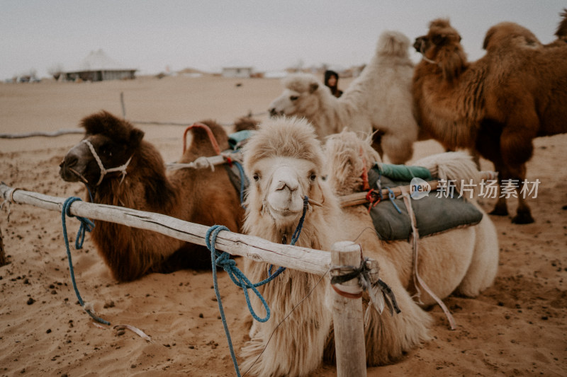 中卫沙漠骆驼