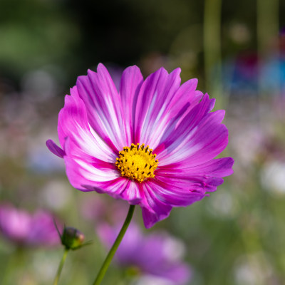 菊花、格桑花