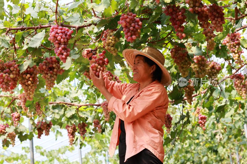 夏日成熟的葡萄 采摘葡萄