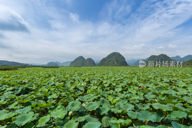 云南文山普者黑