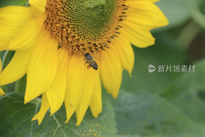 向日葵花 蜜峰采蜜向日葵