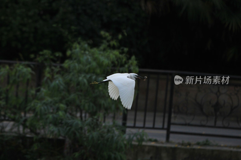 成都温江区江安河的白鹭