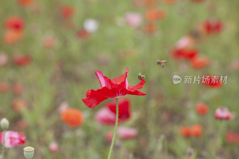 虞美人秋英花 花海 蜜蜂