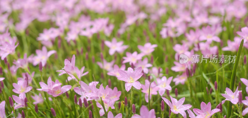 粉色的风雨兰花海