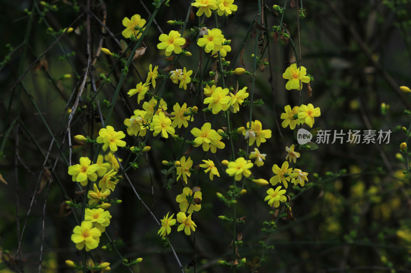 春天的迎春花，小黄花，黄色小花