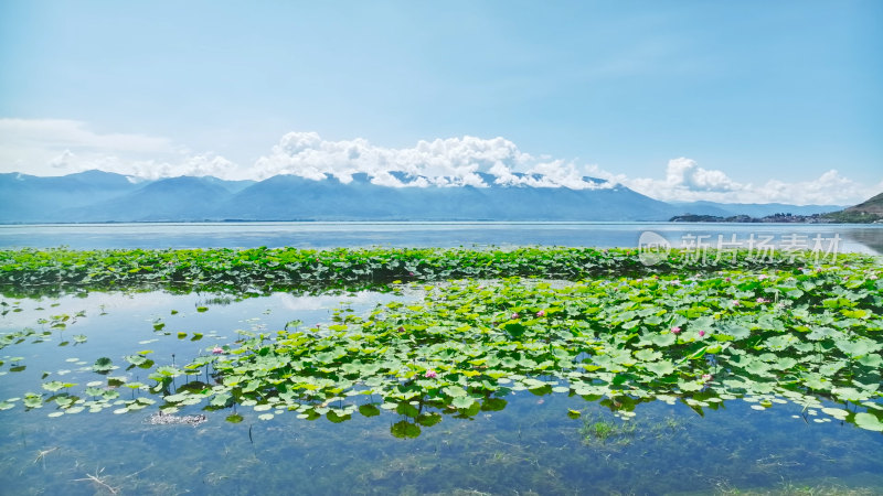 云南大理苍山洱海荷花