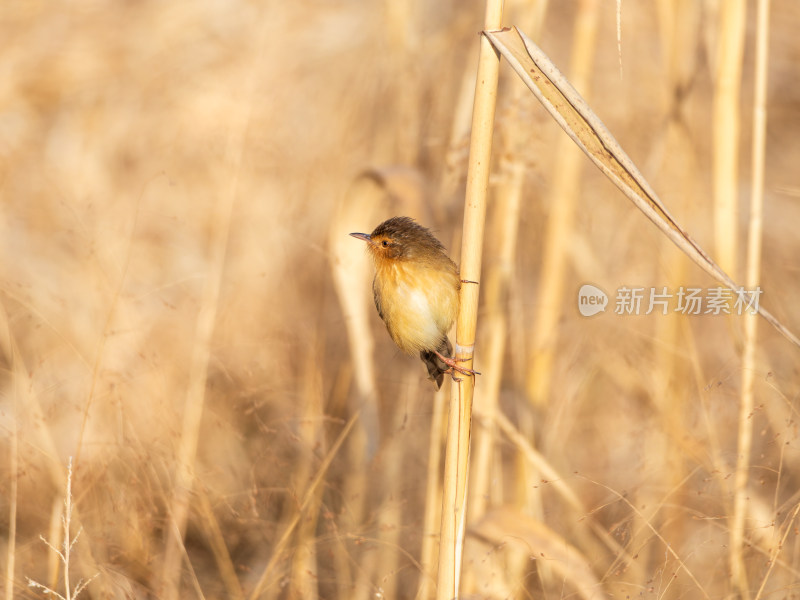 纯色山鹪莺