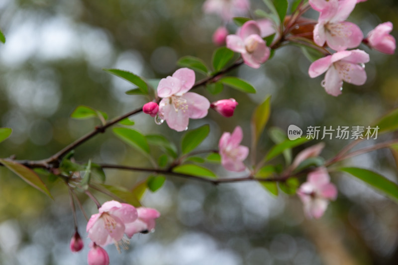 带水珠的粉色海棠花特写