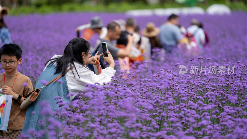 2024年成都世界园艺博览会的花海景色