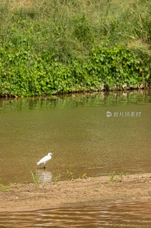 深圳茅洲河碧道光明区段