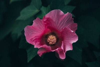 夏天盛开的木芙蓉花微距特写