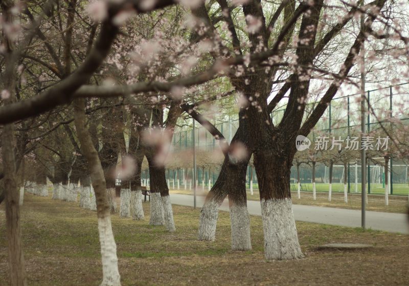 公园樱花树景观