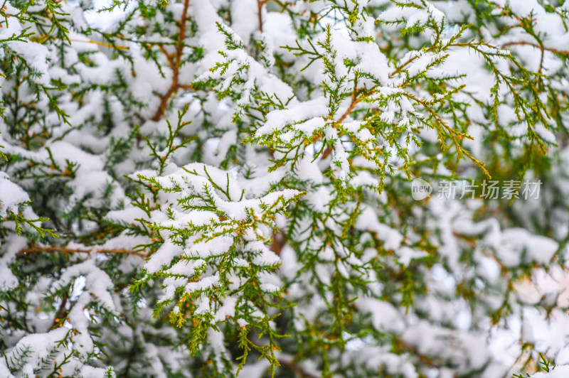 柏树枝头上积雪