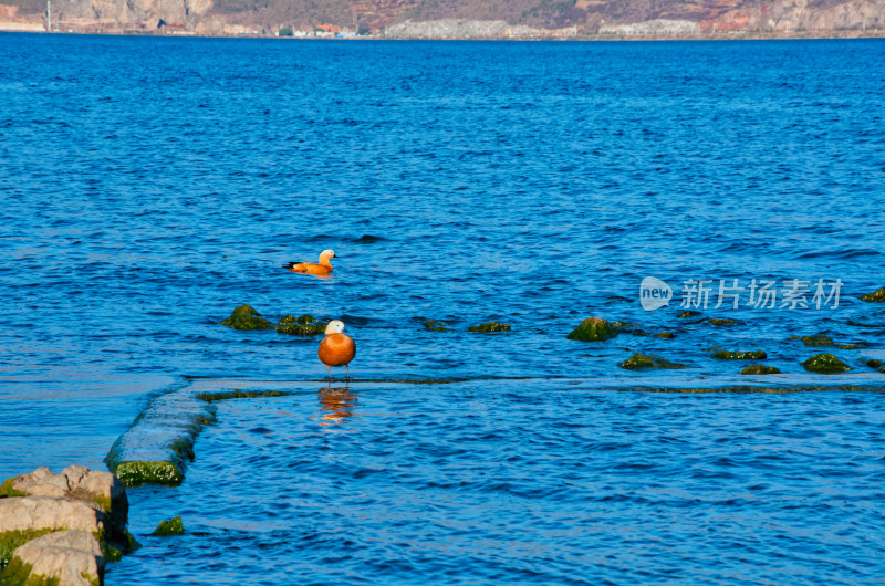 云南大理洱海蓝天湖泊与水鸟候鸟