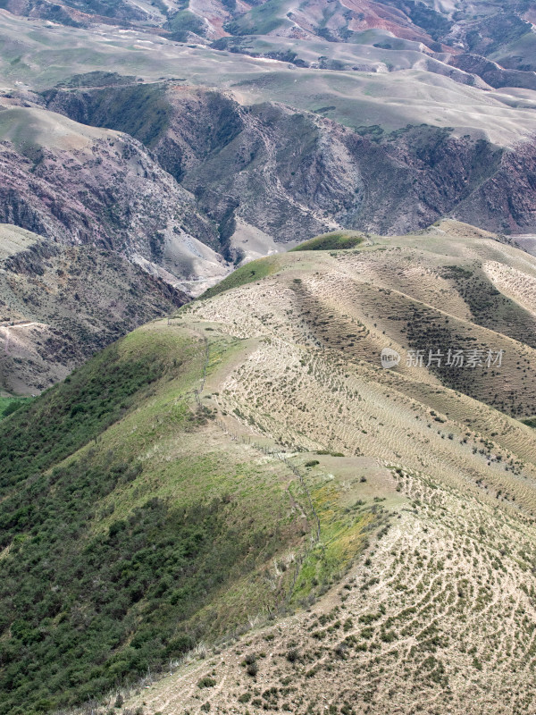 夏天的新疆伊犁绿色草地山脉地貌