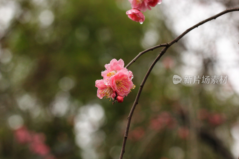 春天粉色的梅花和雨滴