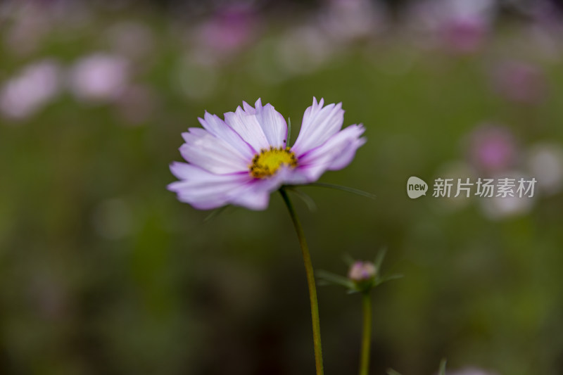 四季花卉盆景格桑花