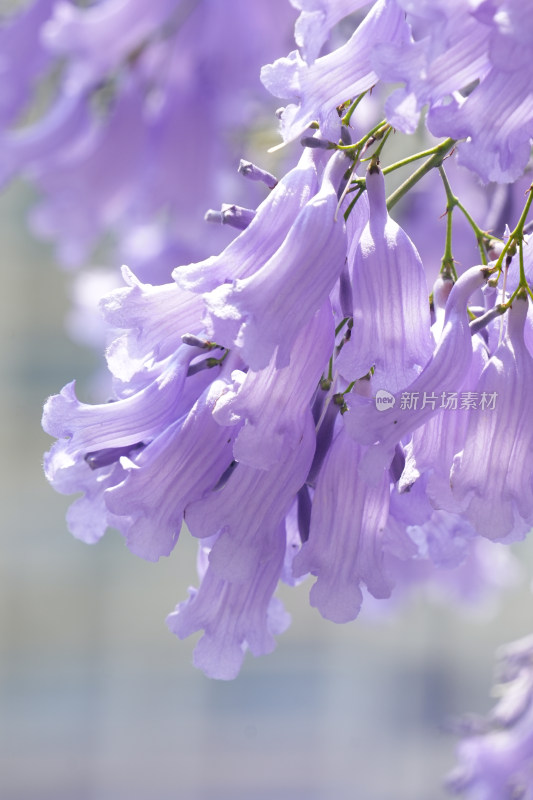 蓝花楹特写，花枝招展尽显春日生机