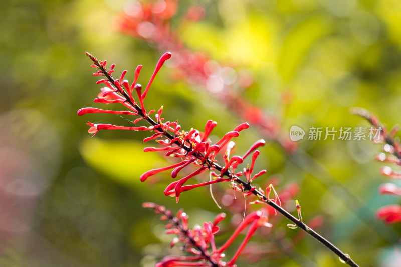 红楼花红苞花鸡冠爵床微距摄影