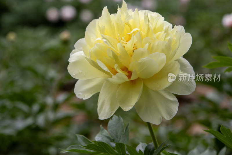 雨后挂满水珠的淡黄色芍药花特写