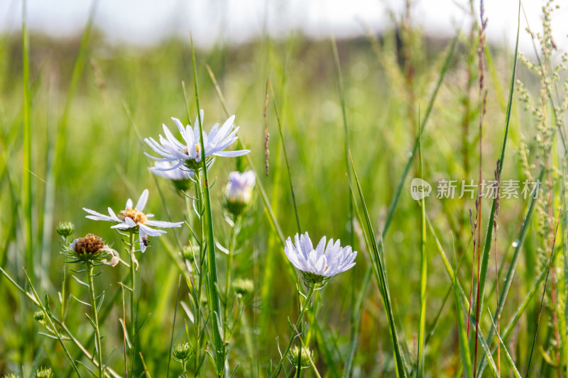 草原上的野花