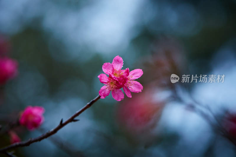 特写带水珠的粉色花朵