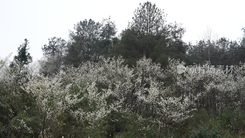 白花的海洋