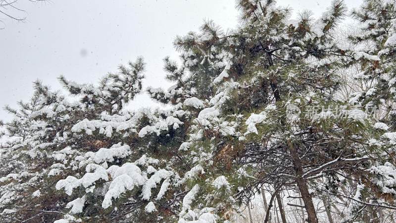 冬日雪景